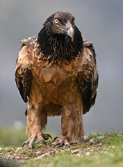 un quebrantahuesos en las montañas de españa
