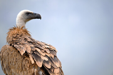a griffon vulture on spain