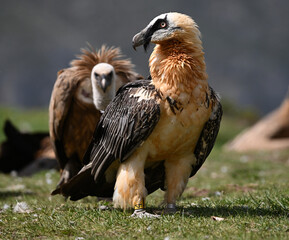 a powerful bearded vulture in spain