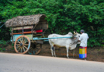  Ox with cart on the road in Sigiriya, Sri Lanka, Asia © Rechitan Sorin