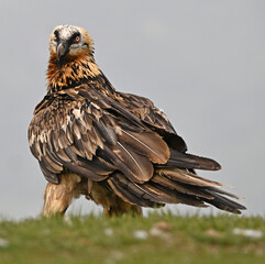 a bearded vulture in the mountain on spain