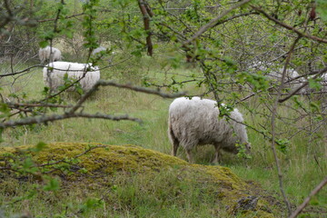 Fototapeta premium Sheep Grazing Among Trees and Moss in Lush Spring Landscape