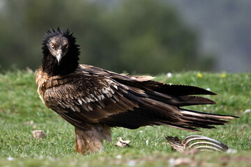 a majestic bearded vulture in the mountain 