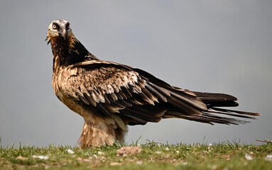 a bearded vulture in the mountain in spain