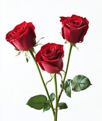 Three Vibrant Red Roses on a White Background Symbolizing Love, Romance, and Elegance Perfect for Celebrations and Special Occasions