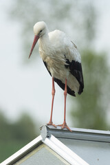 Ein Weißstorch (Ciconia ciconia) steht auf dem Glasdach eines Gewächshauses