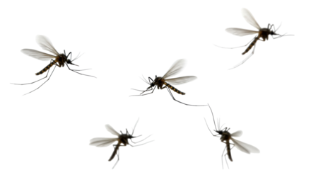 flying mosquitoes isolated on white transparent background, PNG,  flying insects, mosquito cutout, mosquito swarm, transparent mosquito