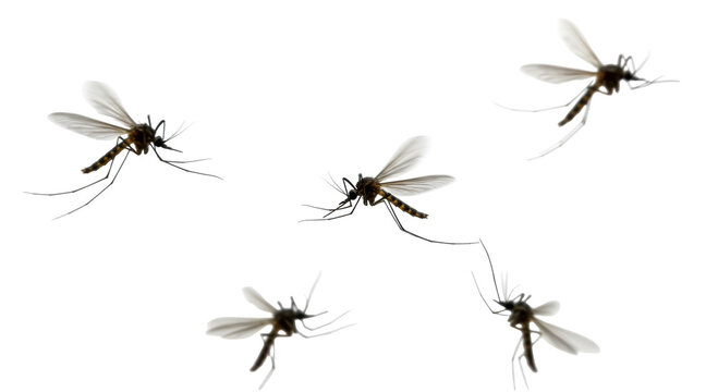 flying mosquitoes isolated on white transparent background, PNG,  flying insects, mosquito cutout, mosquito swarm, transparent mosquito