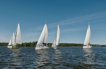  group of sailboats with white sails gliding across a body of water under a clear blue sky.