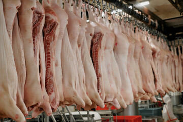 A meat processing facility with numerous pig carcasses hanging on an overhead rail system.