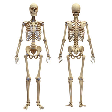 Human skeleton PNG, back and front of human skeleton on transparent background, human bones, anatomy skeleton, skeleton illustration, skeletal system, bone structure