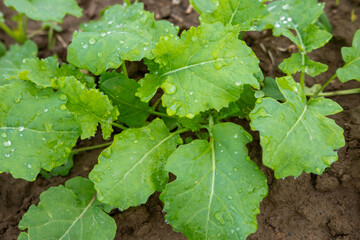 Young rapeseed seedlings growing in fertile soil, kale leaves with water droplets, Green herbal...