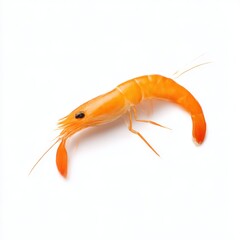 Isolated orange shrimp with delicate antennae on a plain white surface studio shot close up view