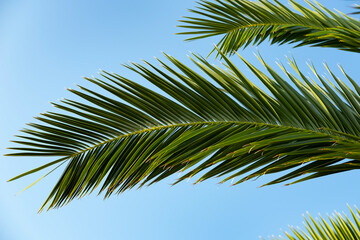 vibrant green palm leaf captures essence of tropical getaways and relaxation, Symbol of paradise,...