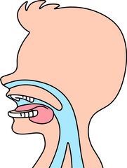 mouth anatomy vector illustration isolated on white background