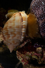 Cassis (Phalium granulatum) Mediterranean Bonnet Snail, Semicassis undulata preying on a sea urchin. Alghero. Sardinia. Italy