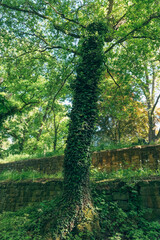 Lush greenery entwines a majestic tree in a tranquil forest oasis during a sunlit afternoon