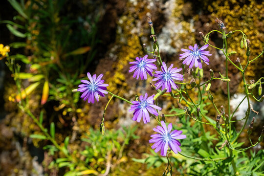 Vibrant purple wildflowers bloom against a rocky backdrop in a sunlit alpine landscape during springtime