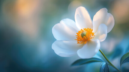 Naklejka premium A luminous white flower blooms, bathed in soft, ethereal light against a blurred teal backdrop