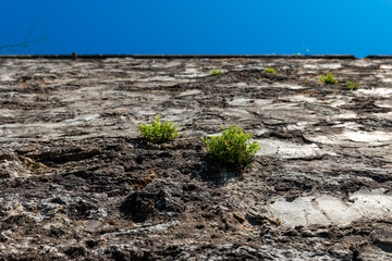 Nature reclaims urban spaces with greenery climbing ancient stone walls beneath a brilliant blue sky