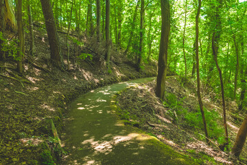 Serpentine path weaving through a lush green forest under the gentle afternoon sunlight