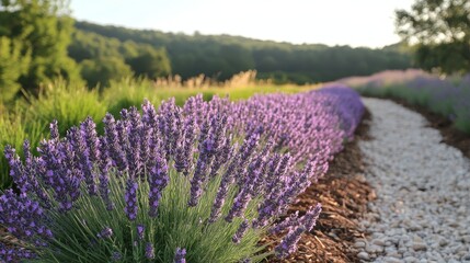 Fototapeta premium Lavender field blooming under sunset light 