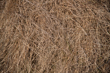 Hay texture. Hay and straw photo. Yellow dry grass background