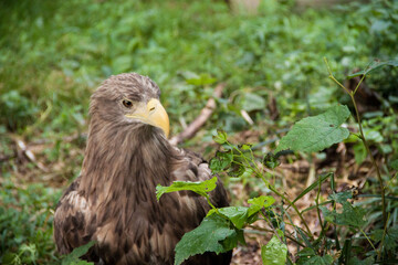 Eagle. Eagle in the wild. Eagle on a green background