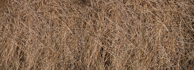 Hay texture. Hay and straw photo. Yellow dry grass background