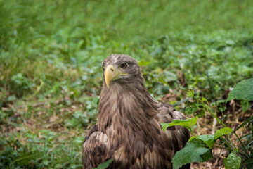 Eagle. Eagle in the wild. Eagle on a green background