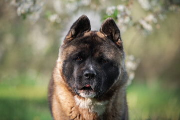 portrait of american akita dog in the spring park