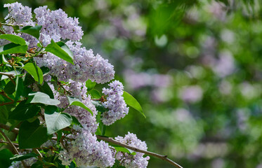 Clusters of purple lilac flowers Syringa vulgaris blooming in spring