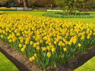 Daffodils at the Botanic Gardens in Glasgow