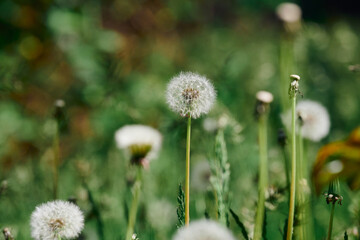 Several fluffy dandelion seed heads on slender stems among grass and other plants. Soft, diffused light