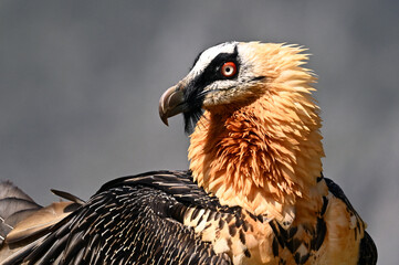 A portrait of bearded vulture in spain