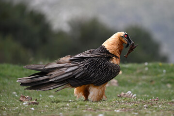 a majestic bearded vulture in spain