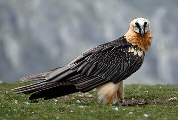 a majestic bearded vulture in the mountain in spain