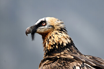 a portrait of bearded vulture in spain