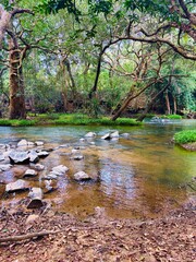 A serene river winds through a lush green forest, reflecting trees and sunlight on its clear water. The peaceful flow, surrounded by dense vegetation, creates a refreshing natural escape. nature photo