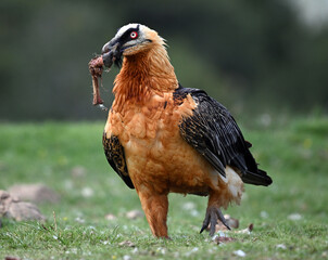 a majestic bearded vulture in spain