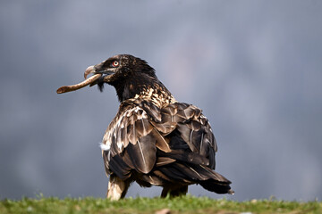 a  bearded vulture in the mountain in spain