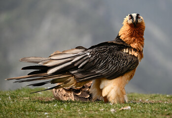 a majestic bearded vulture in the mountain in spain