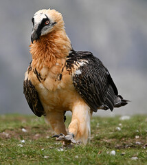 a majestic bearded vulture in spain
