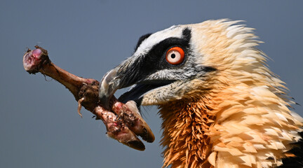 a bearded vulture in the mountain in spain