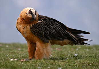 a strong bearded vulture in spain