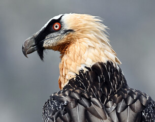A portrait of bearded vulture in spain