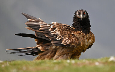 a majestic bearded vulture in the mountain in spain