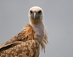 a griffon vulture on spain
