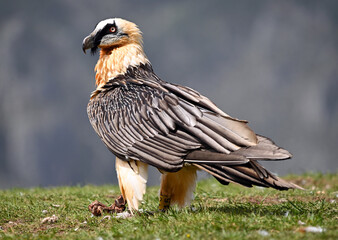 a majestic bearded vulture in the mountain in spain
