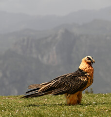 a majestic bearded vulture in the mountain in spain
